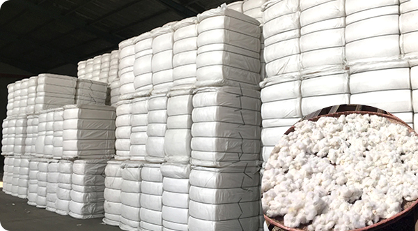 Refined Cotton
